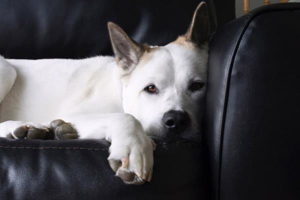 /Images/uploads/Humane Society of Utah/HSU2018/entries/4206thumb.jpg